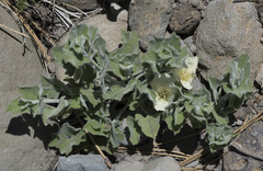 Calystegia malacophylla malacophylla