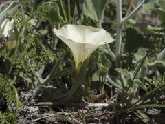 Calystegia malacophylla malacophylla