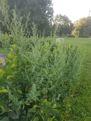Chenopodium album