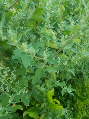 Chenopodium album