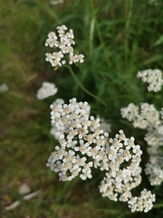 Achillea millefolium