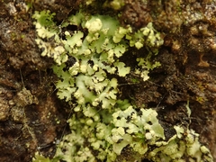 Phaeophyscia hispidula