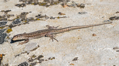 Podarcis guadarramae