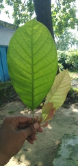 Madhuca longifolia latifolia