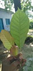 Madhuca longifolia latifolia