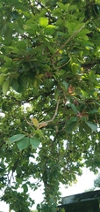 Madhuca longifolia latifolia