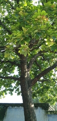 Madhuca longifolia latifolia