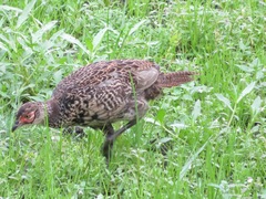 Phasianus versicolor