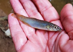Fundulus rathbuni
