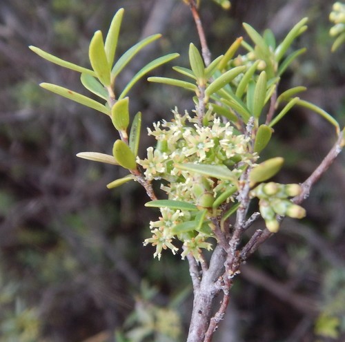 Acrotriche cordata (Labill.) R.Br.