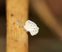 Panellus minimus