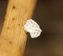 Panellus minimus
