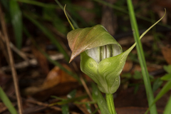 Pterostylis baptistii