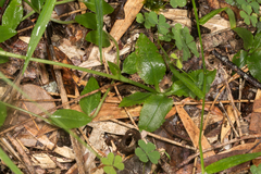 Pterostylis baptistii