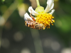 Eristalinus paria