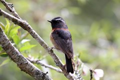 Tarsiger johnstoniae