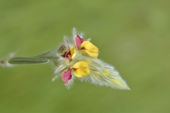 Alysicarpus pubescens
