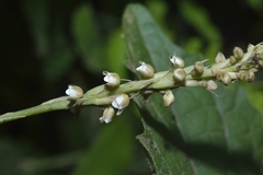 Peristylus plantagineus