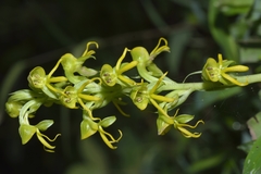 Habenaria marginata