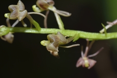 Liparis odorata