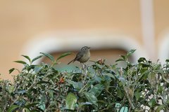 Tarsiger johnstoniae