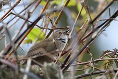 Locustella alishanensis