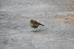 Tarsiger johnstoniae