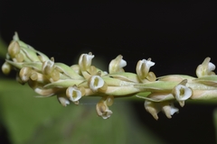 Peristylus plantagineus