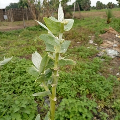 Calotropis procera