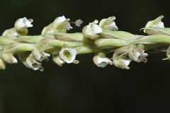 Peristylus plantagineus