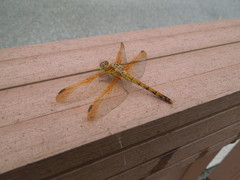 Sympetrum striolatum imitoides