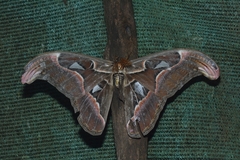 Attacus taprobanis