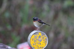 Tarsiger johnstoniae