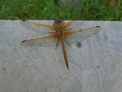 Sympetrum striolatum imitoides