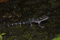 Cyrtodactylus deccanensis