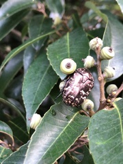 Protaetia brevitarsis