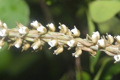 Peristylus plantagineus