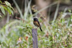 Tarsiger johnstoniae