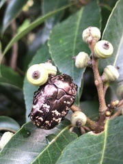 Protaetia brevitarsis