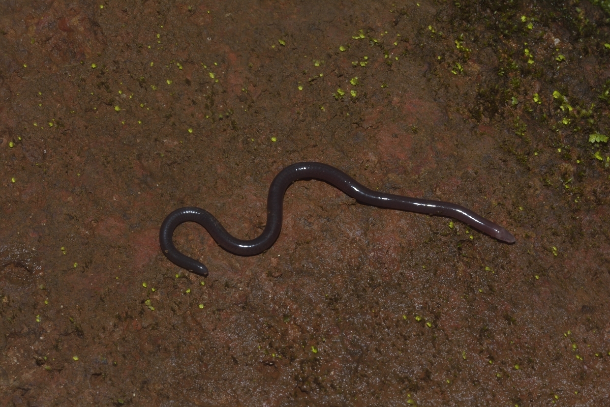 Daniel's Caecilian photo 2