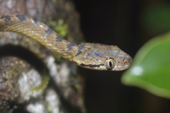 Boiga beddomei