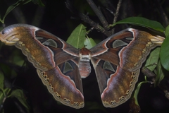 Attacus taprobanis