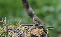 Tarsiger johnstoniae