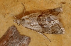 Cochylidia implicitana