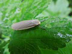 Eilema griseola