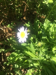 Erigeron coulteri