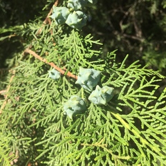 Cupressaceae