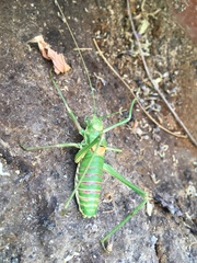 Steropleurus pseudolus