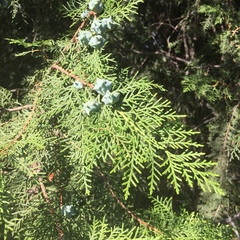 Cupressaceae