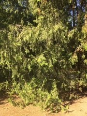 Cupressaceae